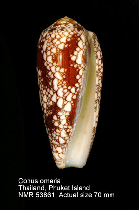 Conus omaria.jpg - Conus omariaHwass,1792